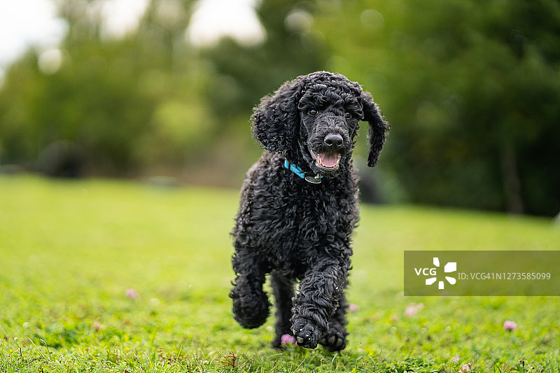 在草地上奔跑的两个月大的黑色贵宾犬幼犬图片素材