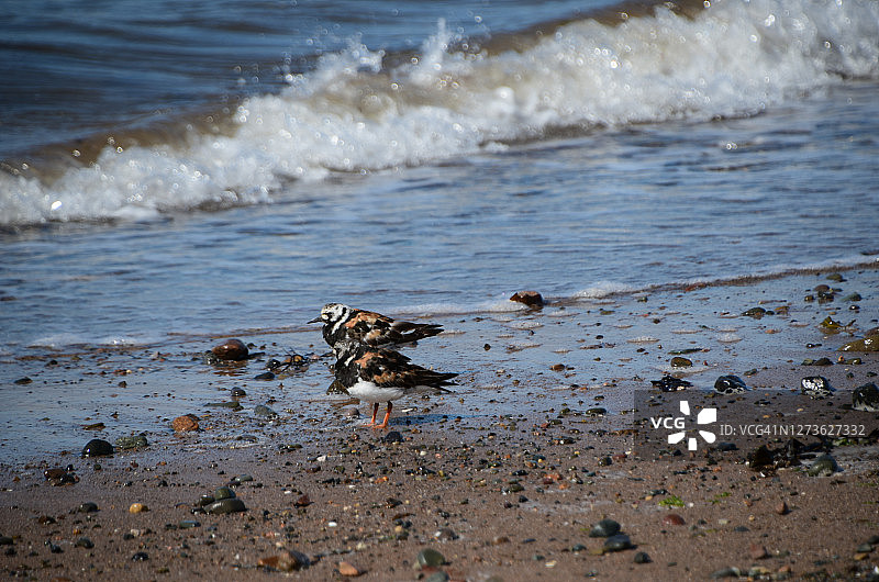 翻石鹬图片素材