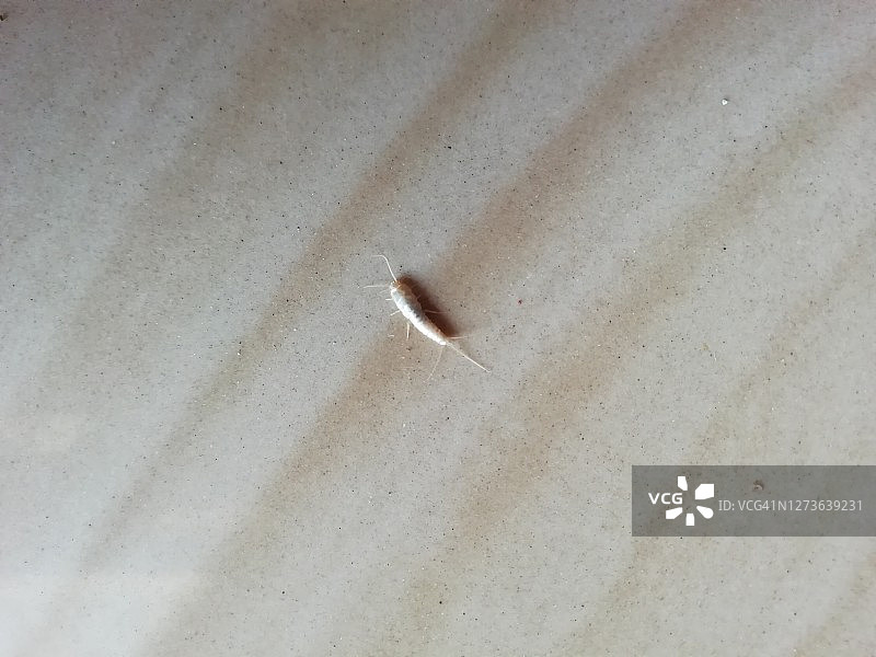 地板上的衣鱼图片素材