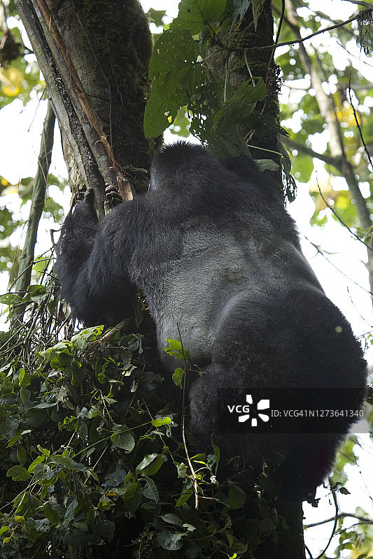 雄性东部低地大猩猩（格劳尔猩猩）在刚果卡胡兹-别加国家公园爬树的后视图图片素材