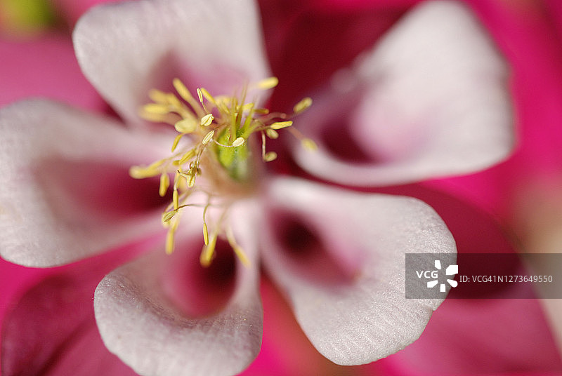 美丽毛茛图片素材