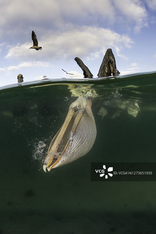 墨西哥半水面视角褐鹈鹕捕食图片素材