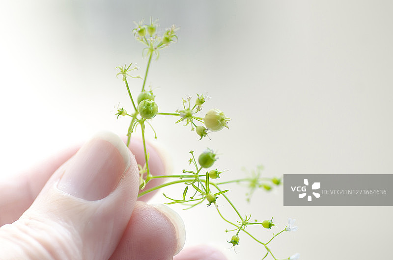 女人拿着带籽的芫荽枝图片素材