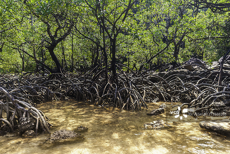 泰国攀牙府苏林群岛低潮时分的红树林树根图片素材