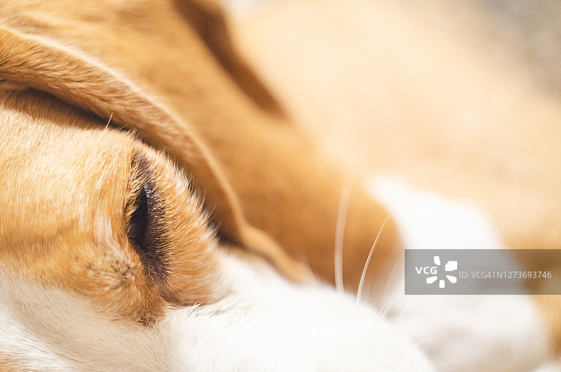 一只昏昏欲睡的小狗图片素材