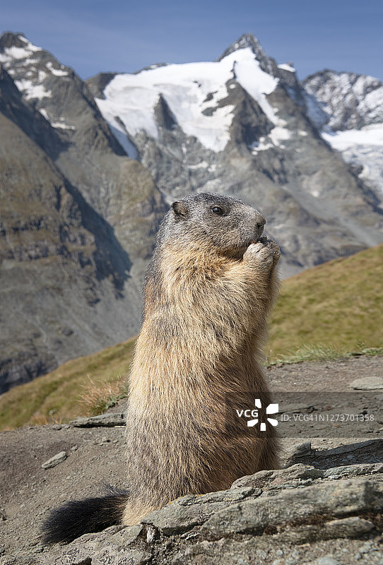 以著名的格罗斯格洛克纳山为背景的土拨鼠图片素材
