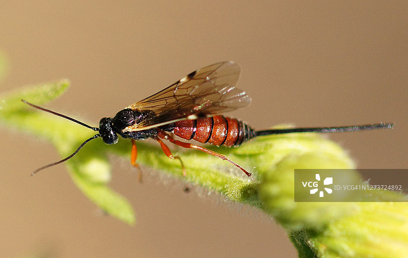 姬蜂(Exeristes roborator)图片素材