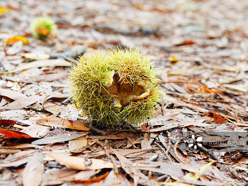 掉落在地上的栗子图片素材
