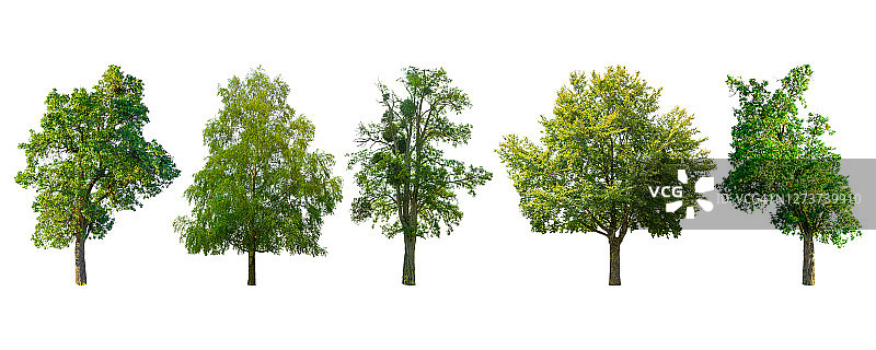 多种树木品种合集（白色背景）图片素材
