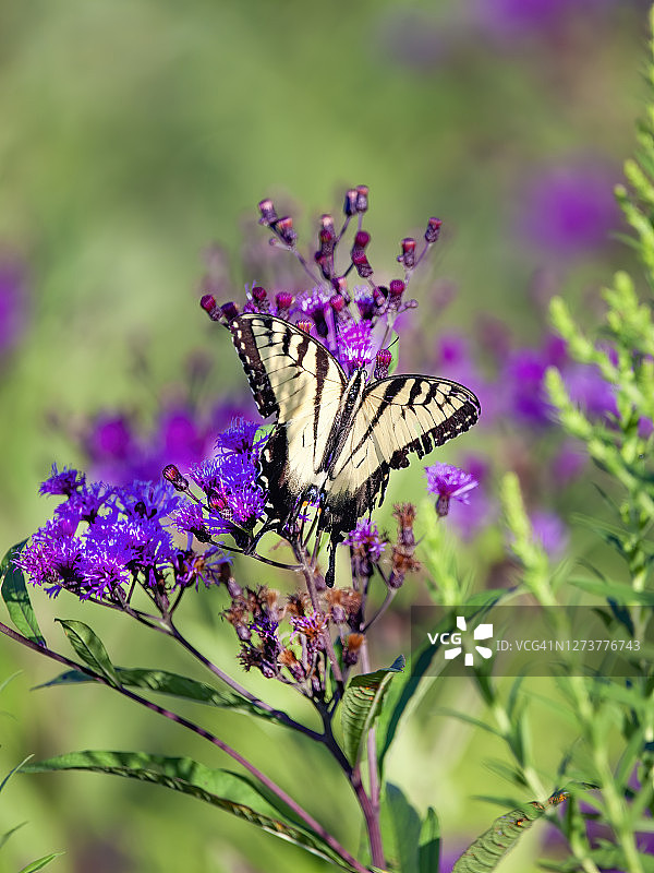 黄凤蝶图片素材