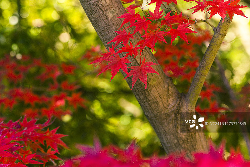 红枫叶图片素材