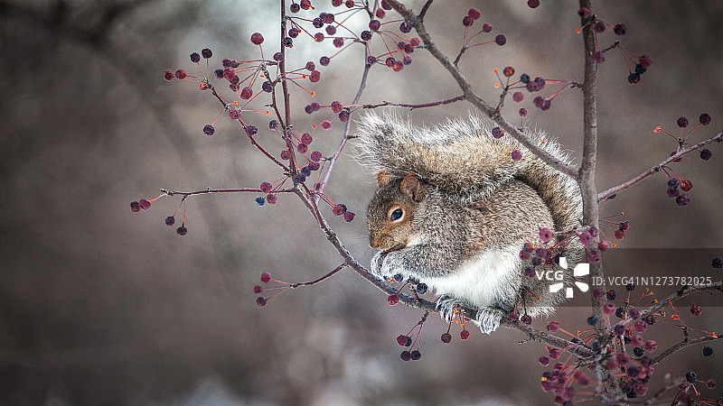 灰松鼠图片素材