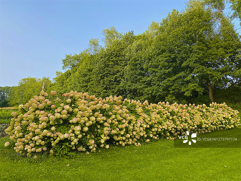 九月绣球花灌木丛，希尔斯代尔图片素材