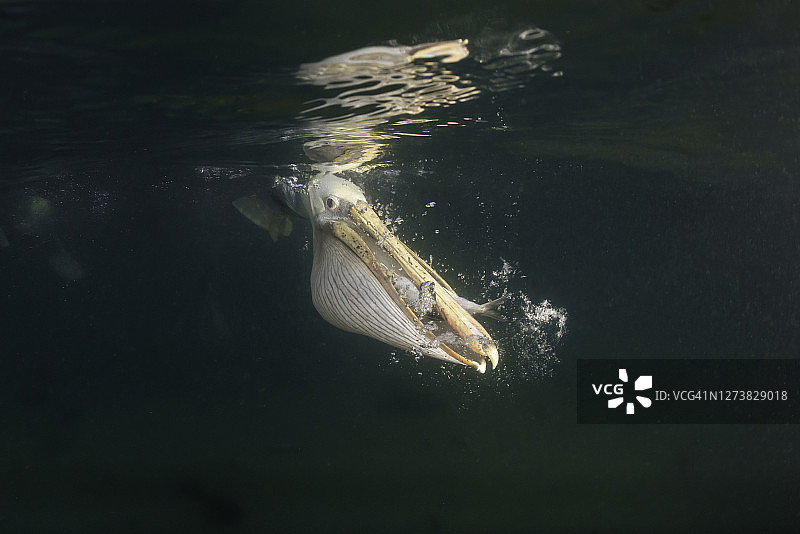棕色鹈鹕以渔民丢弃的鱼碎屑为食，墨西哥下加利福尼亚州马格达莱纳湾图片素材