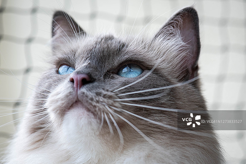 蓝色的眼睛图片素材