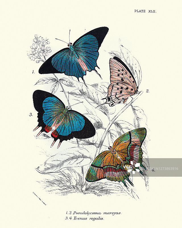 蝴蝶，剑桥蓝灰蝶，皇室燕灰蝶图片素材