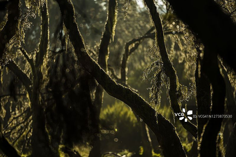 肯尼亚阿伯德尔国家公园的巨型石楠森林图片素材