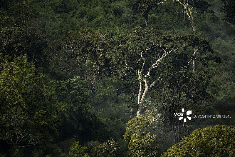 肯尼亚阿伯代尔国家公园的雨林景观图片素材