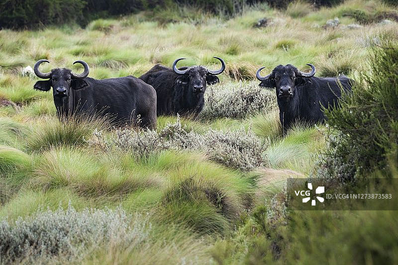 肯尼亚阿伯德尔国家公园的非洲水牛图片素材