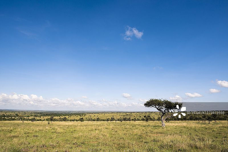 肯尼亚莱基皮亚县卡拉马牧场的金合欢树图片素材