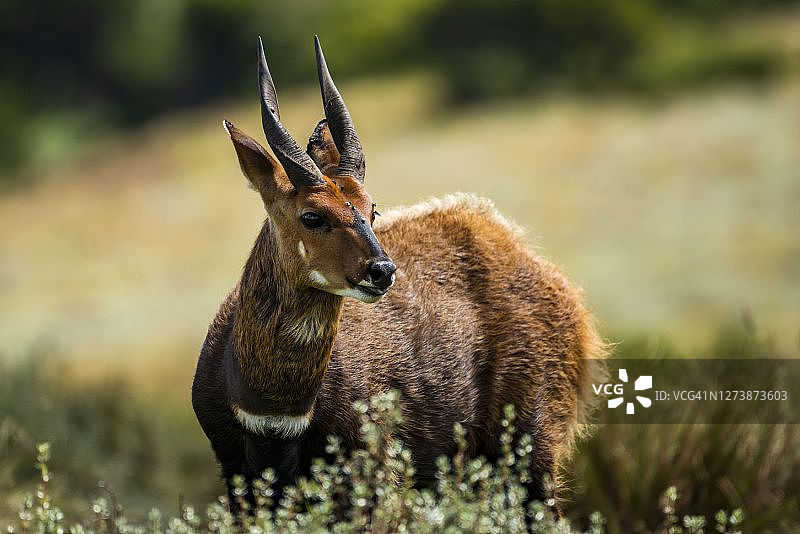 肯尼亚阿伯德尔国家公园的薮羚图片素材