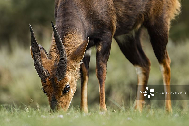 肯尼亚阿伯德尔国家公园的薮羚图片素材