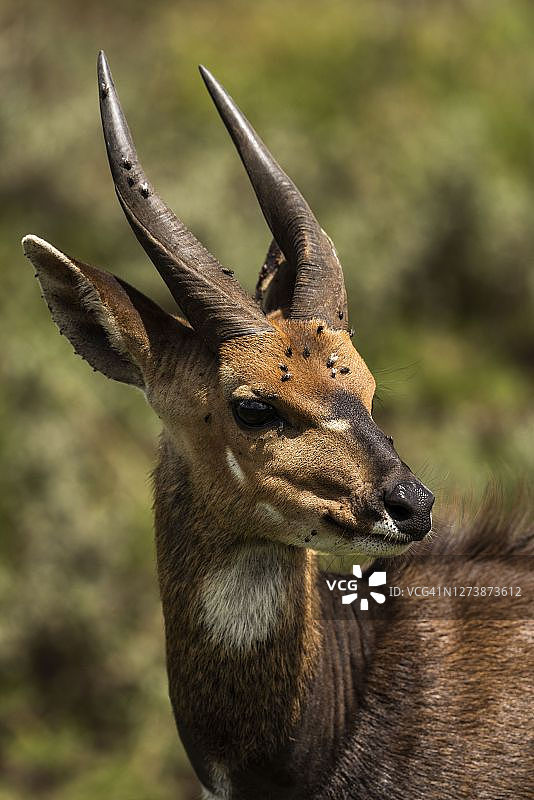 肯尼亚阿伯德尔国家公园的薮羚图片素材