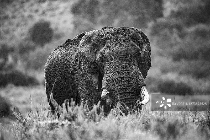 肯尼亚阿伯德尔国家公园内的非洲象图片素材