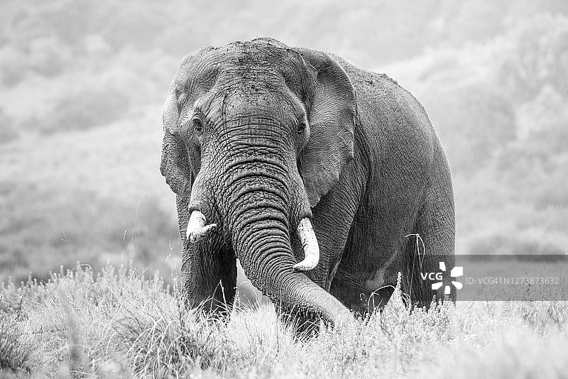 肯尼亚阿伯德尔国家公园内的非洲象图片素材