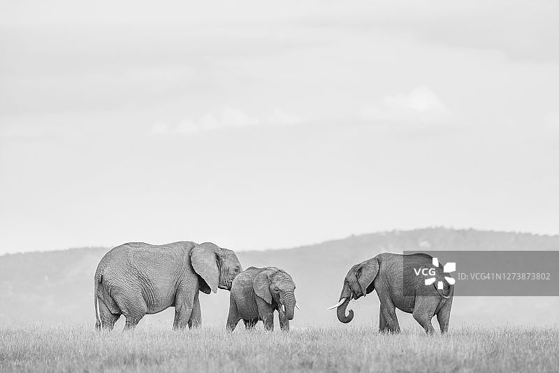 肯尼亚莱基皮亚郡卡拉马牧场的非洲象图片素材