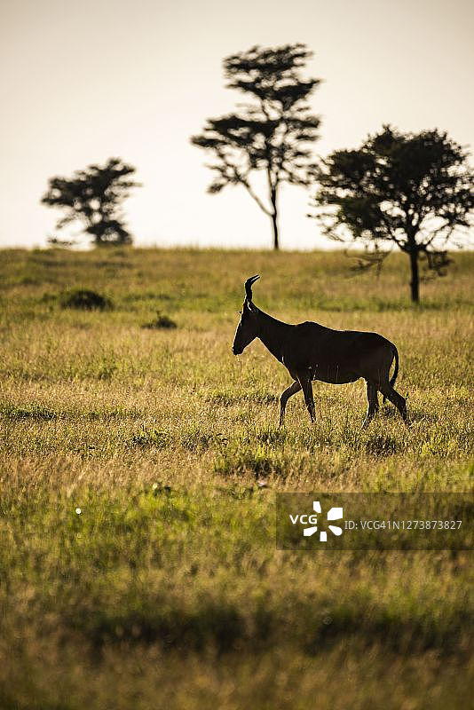 肯尼亚拉基皮亚县卡拉马牧场的非洲大羚羊图片素材