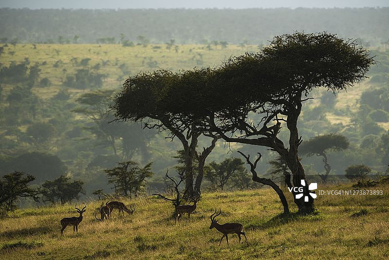 肯尼亚莱基皮亚县，埃尔卡拉马牧场日出时分，黑斑羚在金合欢树下图片素材