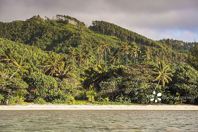 库克群岛拉罗汤加岛热带棕榈树图片素材