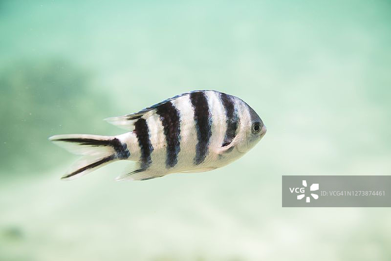Sergeant Major鱼（又名pintano）水下照片，位于库克群岛拉罗汤加岛穆里泻湖，背景带有复制空间图片素材