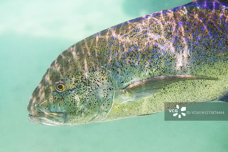 库克群岛拉罗汤加岛潟湖中的蓝鳍金枪鱼水下照片图片素材
