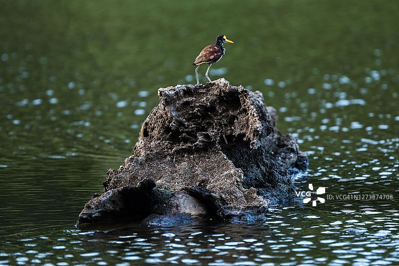 长脚水雉，科斯达黎加阿拉胡埃拉省图片素材