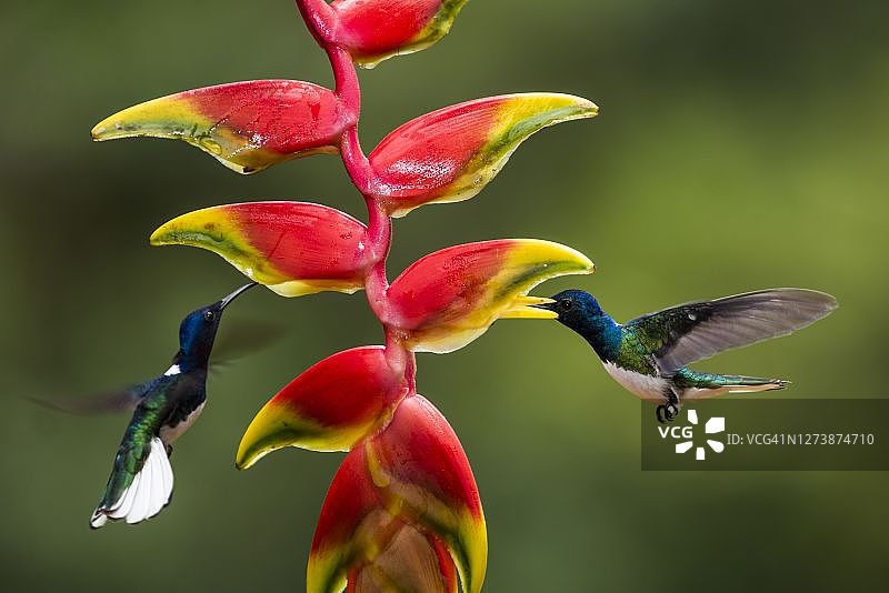 白颈蜂鸟，位于哥斯达黎加阿拉胡埃拉省图片素材