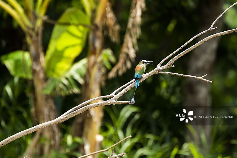 绿松石眉蜂鸟，哥斯达黎加卡拉拉国家公园图片素材