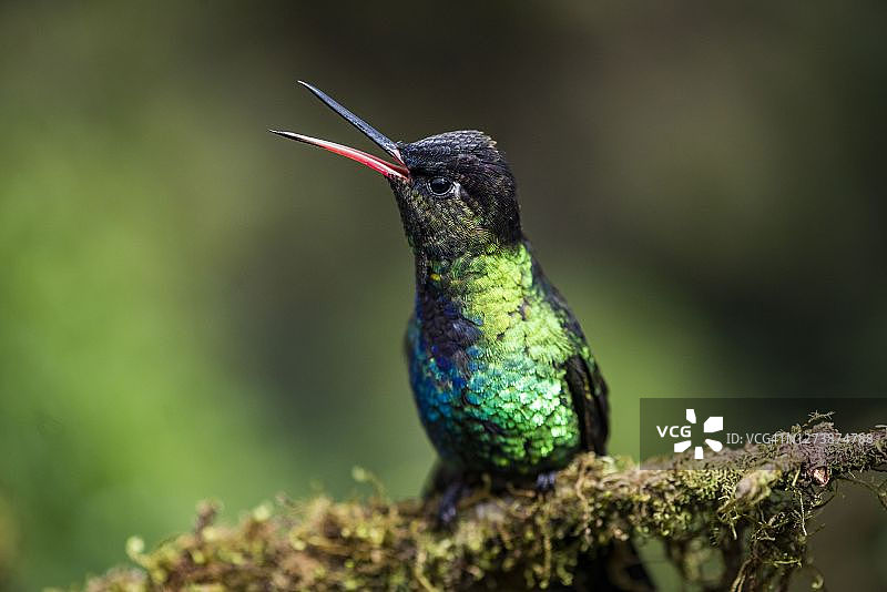 火喉蜂鸟，哥斯达黎加圣何塞省圣赫拉尔多-德多塔图片素材