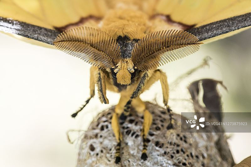 马达加斯月亮蛾图片素材