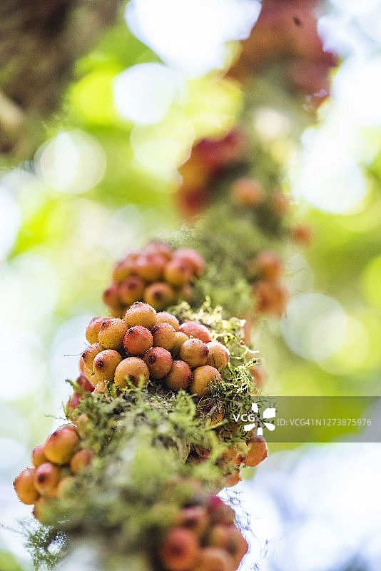 马达加斯加拉诺马法纳国家公园图片素材