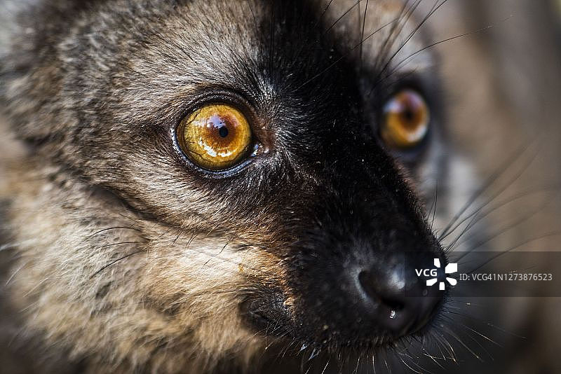 棕色狐猴特写，马达加斯加图片素材