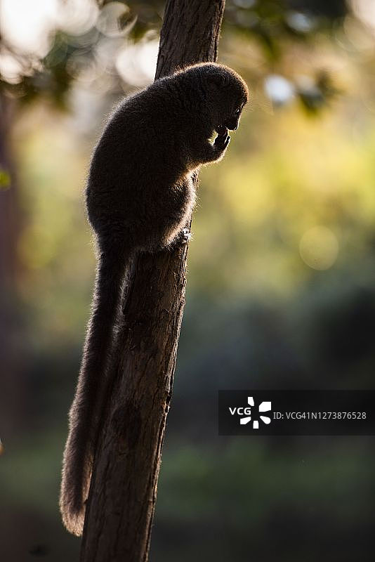 马达加斯加昂达西贝的灰色竹狐猴图片素材