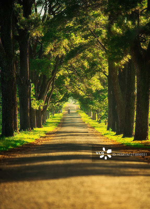 越南嘉莱省波来古的松树路图片素材