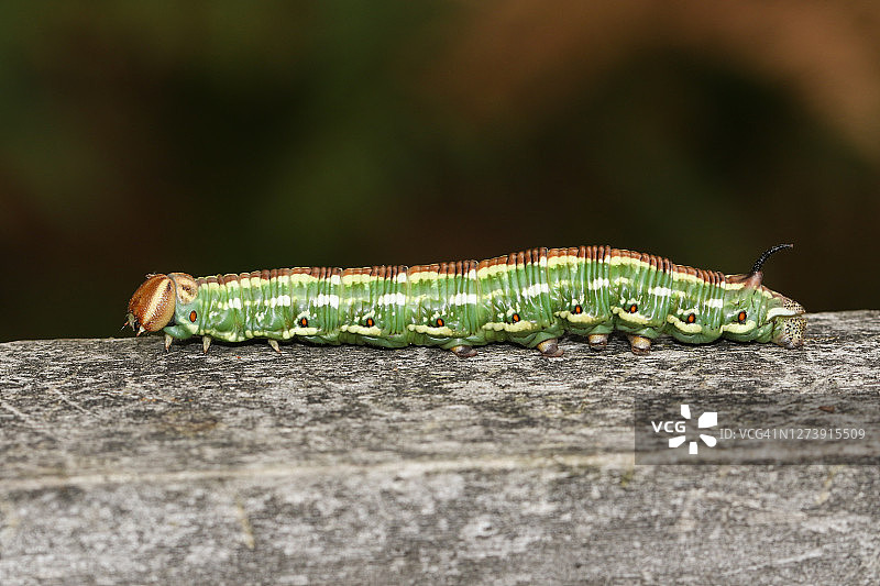 一只漂亮的松天蛾沿着松树林中的木栅栏行走图片素材