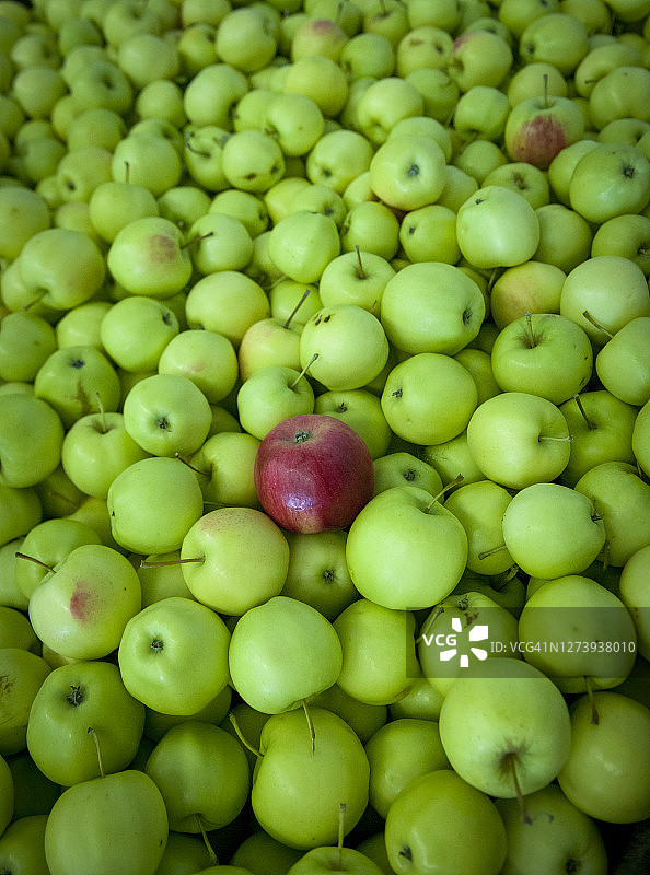 个人主义 – 苹果图片素材