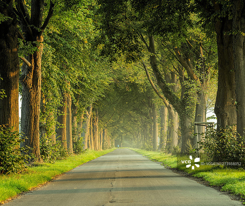 早晨阳光下绿树成荫的乡村道路图片素材