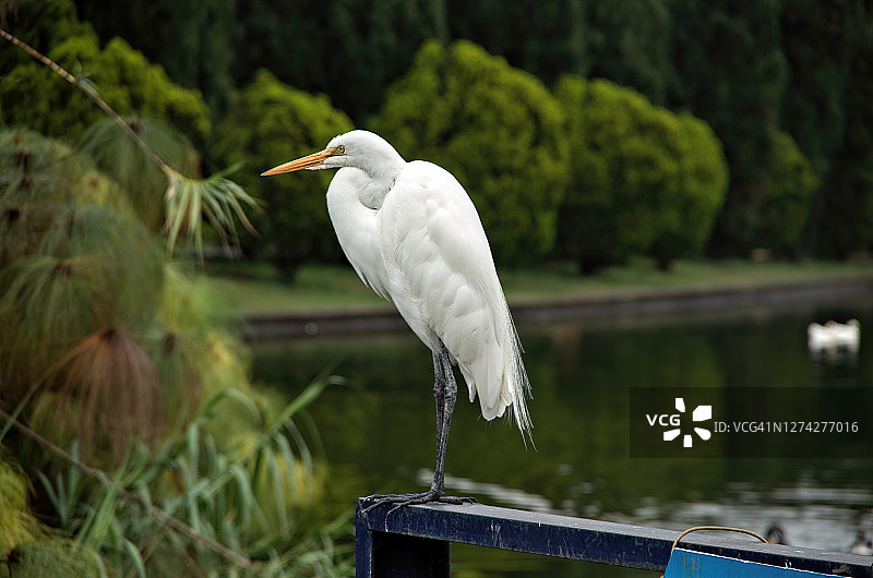 墨西哥城查普尔特佩克公园池塘边的大白鹭图片素材