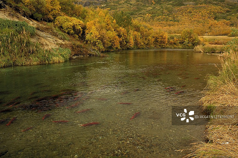 红鲑在河中游动图片素材