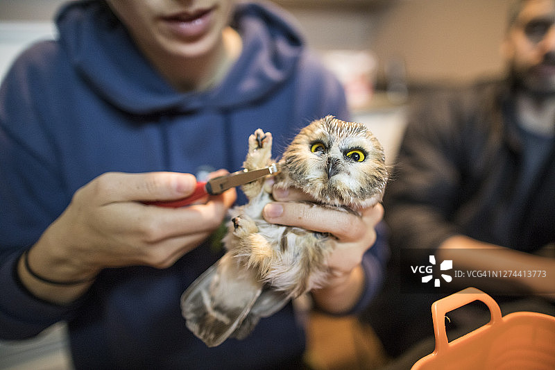 生物学家在加拿大不列颠哥伦比亚省对北部小鸮进行标记重捕研究图片素材